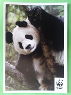 PANDA Chine China , Carte WWF , TB - Bears