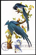 U.S.A. (1963) Columbia Jays By Audubon. Maximum Card With First Day Cancel. Scott No 1241, Yvert No 756. - Maximumkarten (MC)