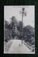 ALGER - Jardin D'essai, Allée Des Palmiers - Algerien