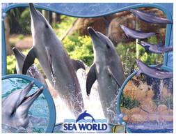 (II 22) Australia - Dolphins (Sea World) (posted With Water Tower Stamp) - Dauphins