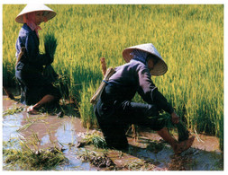 (II 22 A) Vietnam - Rice Farming (2 Postcards) - Cultures