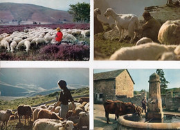 Delcampe - ELEVAGE  DE  MOUTONS  &  DE  CHÈVRES  -  8   C P M  DIVERSES  - Toutes Scanées  - ( 21 / 2 : 221  ) - Bauern
