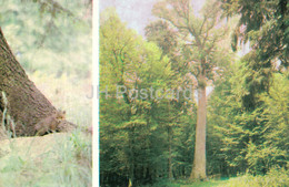 Delcampe - Belovezhskaya Pushcha National Park - A Young Fox Near Its Burrow - The King Oak - 1981 - Berarus USSR - Unused - Weißrussland