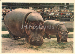 Hippopotamus Greta - Moscow Zoo - 1963 - Russia USSR - Unused - Hippopotamuses