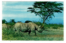 Ref 1467 - Postcard - East African Wild Life - Rhinoceros Rhino - Animal Theme - Rhinocéros