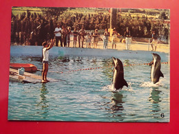 DAUPHIN MARINELAND - Dauphins