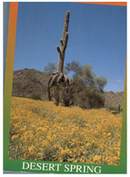 (II 24) (ep) USA  Posted To Australia 1999 - Desert Spring (cactus) - Cactus