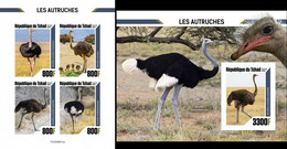 Tchad 2020, Animals, Ostrich, 4val In BF +BF IMPERFORATED - Avestruces