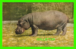 ANIMAUX - HIPPOPOTAMUS " PETE " - NEW YORK ZOOLOGICAL PARK - HIPPOPOTAME - - Hippopotamuses