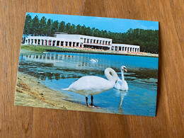 Wachtebeke - Provinciaal Domein Puyenbroeck - Zwaan / Cygne / Swan - Wachtebeke