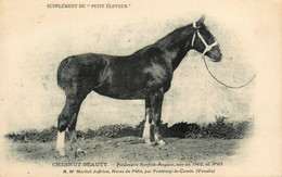 Fontenay Le Comte * Haras Du Pâtis * Cheval CHESNUT BEAUTY Poulinière Norfolk Anglais à M. Joffrion * Hippisme Hippique - Fontenay Le Comte