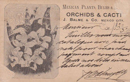 654/33 - Entier Illustré MEXIQUE 1908 Vers BOSKOOP NL - Mexican Plants And Bulbs ORCHIDS And CACTI , J. Balme MEXICO - México