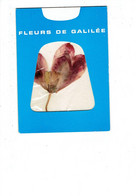 Fleur Séchée - Fleur De Galilée - ISRAEL - Offert Par Office National Israélien De Tourisme - B. Bloemplanten & Bloemen