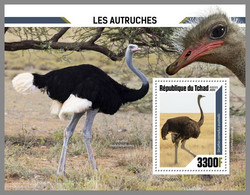 CHAD 2020 MNH Ostriches Strauße Straußenvögel Autruches S/S - OFFICIAL ISSUE - DHQ2106 - Autruches