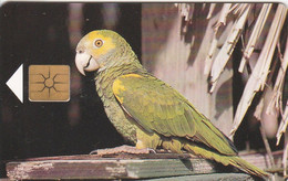 Bonaire - Yellow-Shouldered Parrot - Antille (Olandesi)