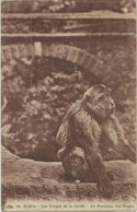 BLIDA - ALGERIE - LES GORGES DE LA CHIFFA - AU RUISSEAU DES SINGES - ANNEE 1932 - Blida