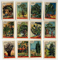 Meurisse - Ca 1930 - 17 - Les Arbres, Trees, Bomen - Other