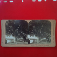 PHOTO STEREO EGYPT THE ROAD TO THE PYRAMIDE FROM CAIRO - Photos Stéréoscopiques