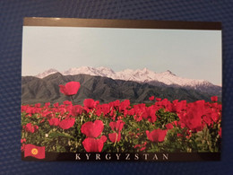 Kyrgyzstan -alpin Poppies - Modern Postcard 2000s - Kirgizië