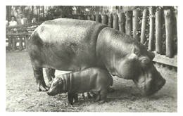 HIPPOPOTAMUS * BABY HIPPO * ANIMAL * ZOO & BOTANICAL GARDEN * BUDAPEST * KA 460 13 1 * Hungary - Ippopotami