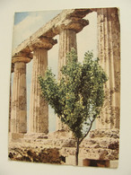 METAPONTO TEMPIO TEMPLE     MATERA   BASILICATA  NON   VIAGGIATA COME DA FOTO IMMAGINE OPACA - Matera