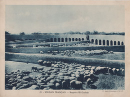 Pour L'Enseignement Vivant (24x18cm) - Les Colonies Francaises - Soudan Francais -  Bergerie El Oualadji - Sudán