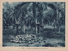 Pour L'Enseignement Vivant (24x18cm) - Les Colonies Francaises - Togo - Cueillette Et Rassemblement De Noix De Cocotier - Togo