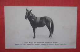 Little Ruth   The Smallest Horse On Earth            Ref 4702 - Pferde