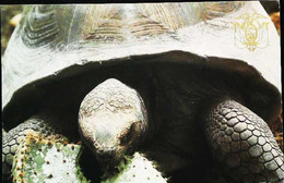 ►  Galapagos Ecuador  Tortue Turtle - Equateur