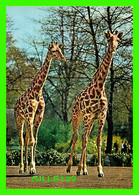 ANIMAUX - GIRAFES TACHETÉES - JIRAFA - GIRAFFA RETICULATA - KRUGER - - Girafes