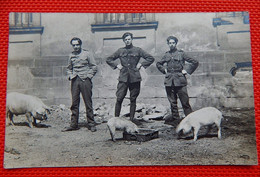 MILITARIA - ARMEE BELGE  - Photo De  Groupe  Et Cochons  (peut-être Armée Belge D'occupation à Coblence ??) - Kasernen