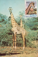 CARTE MAXIMUM - MAXICARD - MAXIMUM KARTE - MAXIMUM CARD - MOÇAMBIQUE / MOZAMBIQUE - GIRAFE - Giraffa Camelopardalis - Giraffes