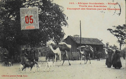 CPA - Afrique > Sénégal - Traite Des Arachides - Transport Des Graines Par Les Chameaux - Col. Générale FORTIER - TBE - Sénégal