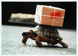 Delcampe - ►  Tortue  Transport Express  Turtle Truck - Transporter & LKW