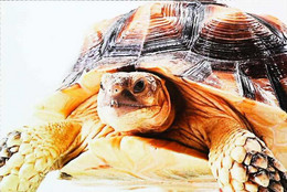 ►Tortue Turtle - Tortugas