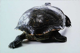 ►Tortue Turtle - Schildkröten