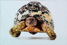►Tortue Turtle - Tartarughe