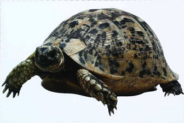 ►Tortue Turtle - Tartarughe