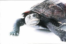 ►Tortue Turtle - Tartarughe