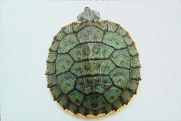 ►Tortue Turtle - Schildpadden