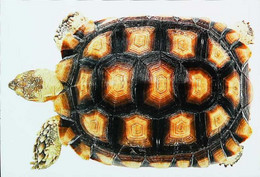 ►Tortue Turtle - Schildpadden
