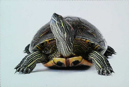 ►Tortue Turtle - Schildkröten