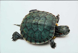 ►Tortue Turtle - Schildkröten