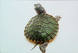 ►Tortue Turtle - Tortues