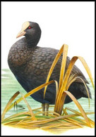 Cartes Maximum / Maximumkaart Blanco ** - BUZIN - Foulque-macroule / Meerkoet / Eurasischer Blässhuhn / Eurasian Coot - 2001-2010