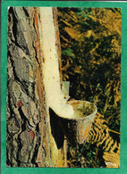 Paysages Landais (40) Le Pot à Résine (de Pin) à L'automne 2scans 28-07-1982 (cachet De Vendays-Montalivet An.1) - Non Classés