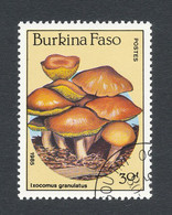 IXOCOMUS GRANULATUS - Burkina Faso (1984-...)