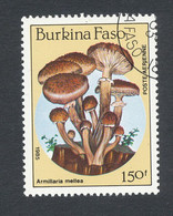 ARMILLARIA MELLEA - Burkina Faso (1984-...)