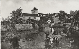 ESPELETTE - LE PAYS BASQUE - CARTE PHOTO -ATTELAGE BASQUE - ANNEE 1950-60 - Espelette