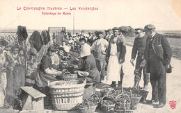Divers .     51   La Champagne Illustrée : Vendanges.  Epluchage Du Raisin             (voir Scan) - Autres & Non Classés